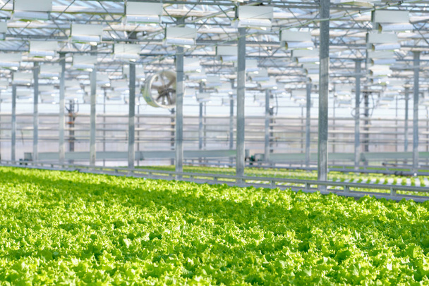 Lettuce growing in greenhouse. Hydroponic vegetables - Fotoğraf, Görsel