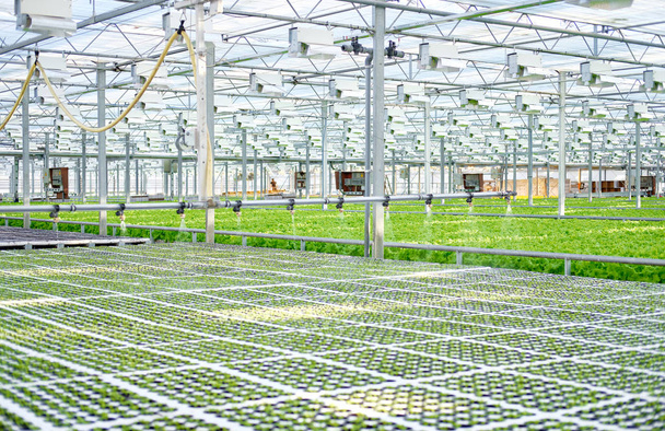 Watering Young Plants Sprout in Potty Greenhouse - Φωτογραφία, εικόνα