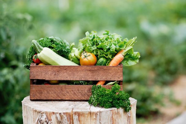 Basket full of Harvest Organic Vegetables and Root on Organic Bio Farm. Autumn Vegetable Harvest - Zdjęcie, obraz