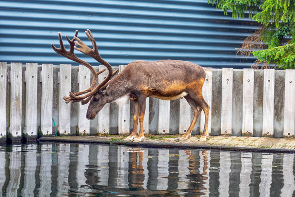 Hermoso ciervo cerca del estanque. ¡Animal! Zoológico de Copenhague
. - Foto, Imagen