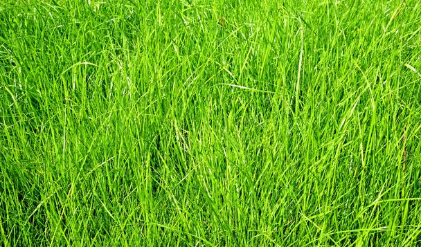Pelouse herbe
 - Photo, image