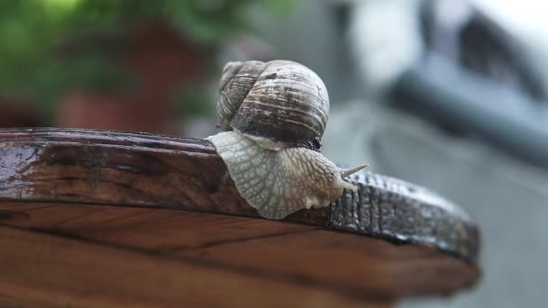 Front extreme macro closeup of Helix pomatia Roman snail. Big snail crawling on a wooden stick. - Footage, Video