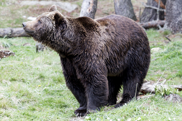 medvěd hnědý - Fotografie, Obrázek