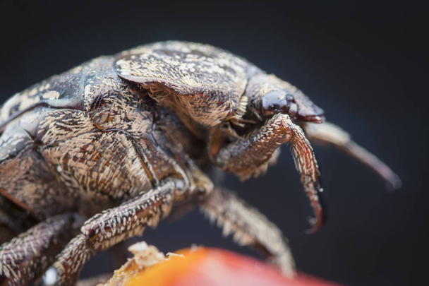 closeup shot of the garden chafer beetle - Photo, Image