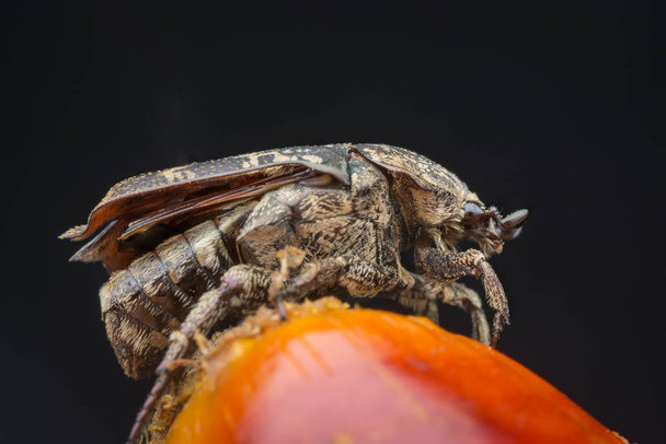 Vértes lövés a kerti kopásvédő bogár - Fotó, kép