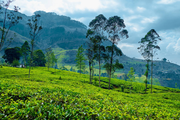 Пагорб чай плантації в похмурий день Панорамна фотографія - Фото, зображення
