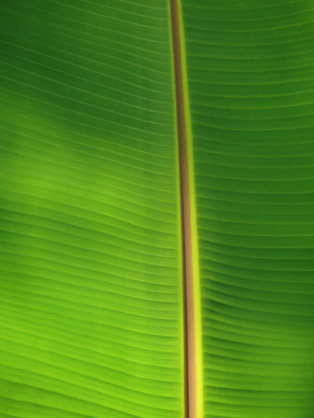 Fresco grande hoja de palma de plátano verde primer plano en la India Goa
 - Foto, imagen