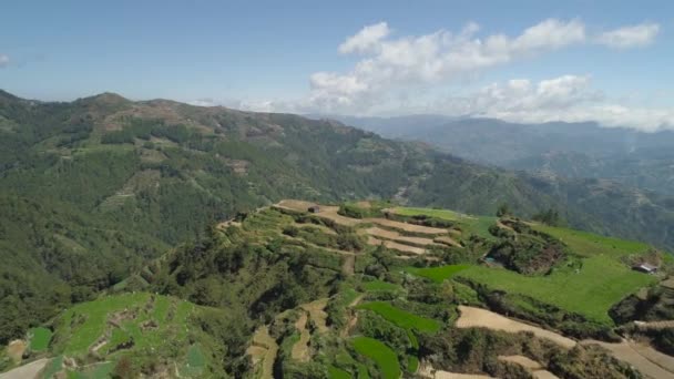 Grunty rolne w prowincji górskiej Filipiny, Luzon - Materiał filmowy, wideo