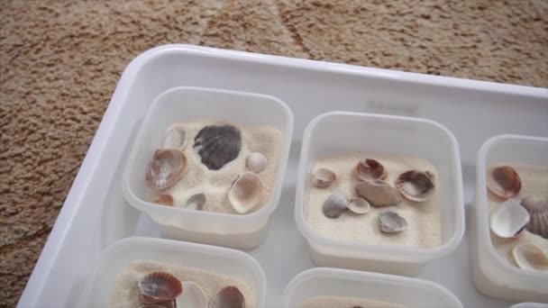Seashells in the sand for the development of fine motor skills in children. - Footage, Video