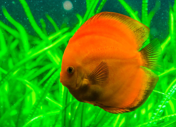 Портрет крупным планом апельсиновой дисковой рыбы, популярный тропический питомец из бассейна Амазонки Южной Америки, экзотический вид рыбы
 - Фото, изображение