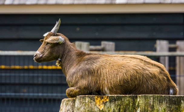 closeup of a brown west african dwarf goat sitting on a tree stump, popular wild goat specie, Farm animals - Photo, Image