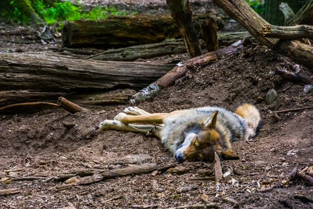 крупный план серой шерсти, спящей на земле в лесу, плотоядные виды животных в лесах Евразии
 - Фото, изображение