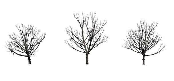 Набор грушевых деревьев Брэдфорда зимой - изолированные на белом фоне
 - Фото, изображение