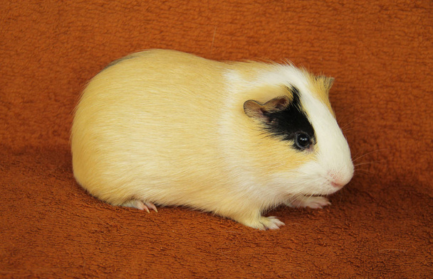 милий молодий жовтий, білий і чорний морська свинка на ковдрі
 - Фото, зображення