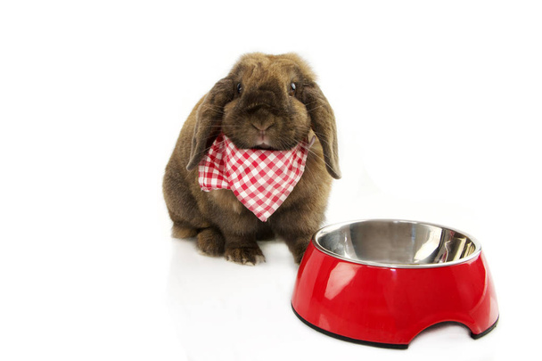 Portret binnenlandse konijn eten met een rode kom en het dragen van - Foto, afbeelding