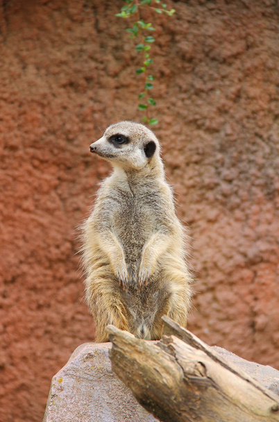carino suricato (Suricata suricatta) seduto sulla roccia e guardia
 - Foto, immagini