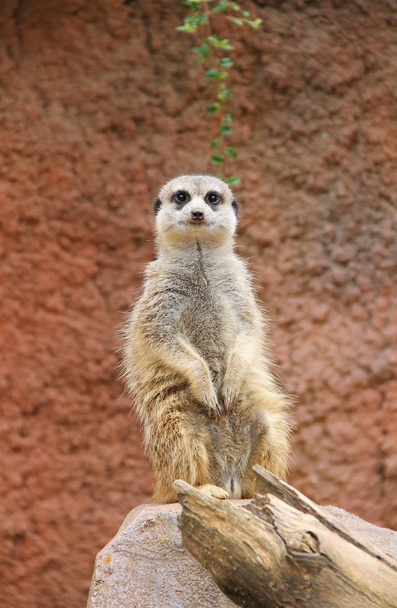 cute Meerkat (suricata suricatta) siedzi na skale i strzeże - Zdjęcie, obraz