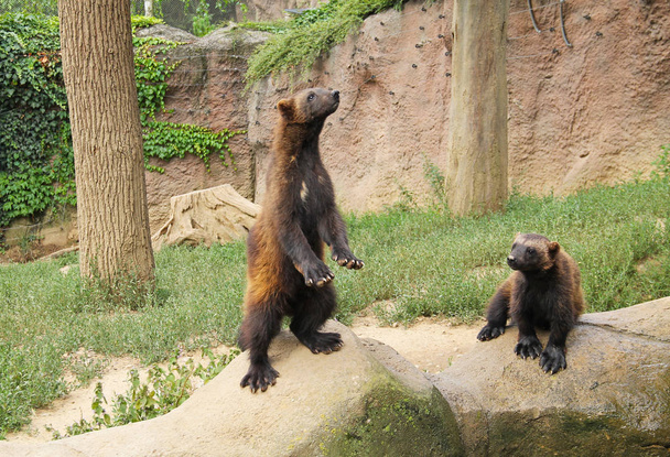 Hayvanat Bahçesi'nde açık muhafaza meraklı wolverines (Gulo gulo) çift - Fotoğraf, Görsel