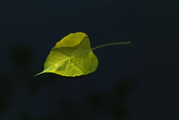 Pho leaf floating in the water with the color intensity and heart shape of Pho Pho leaves. - Zdjęcie, obraz