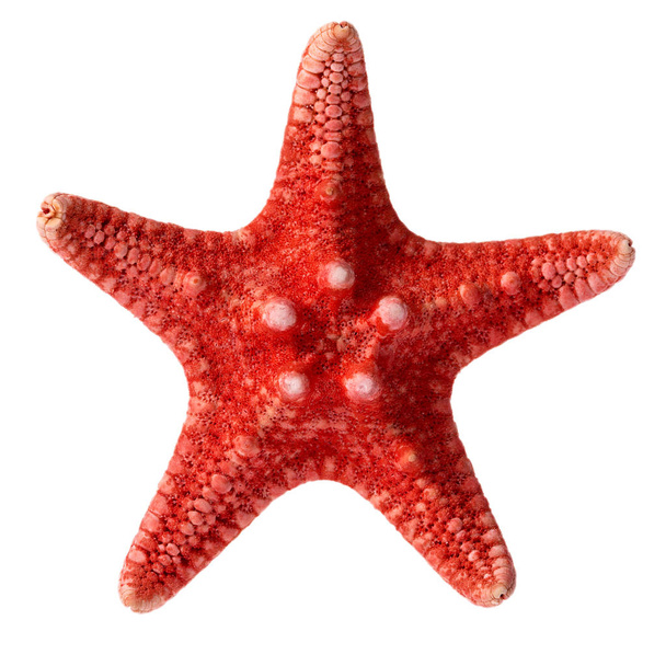 Сухая красная морская звезда изолирована на белом фоне, крупным планом
 - Фото, изображение