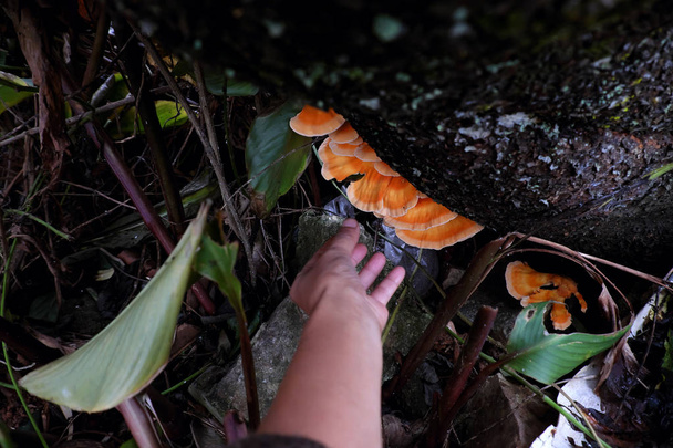 Женщина собирает жёлтые грибы в сезон дождей
 - Фото, изображение