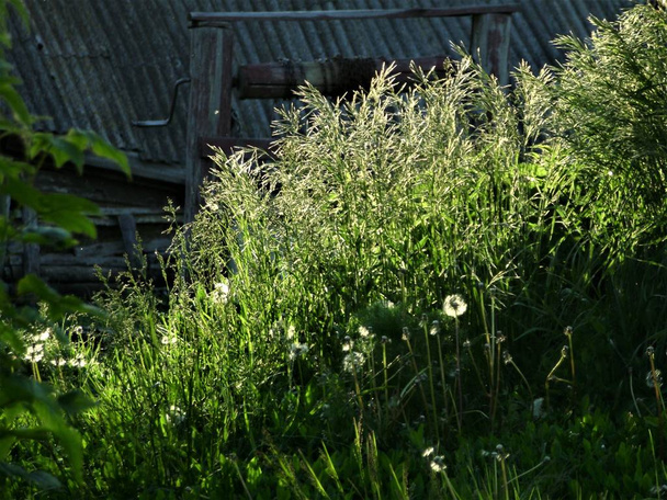View of green sunny meadow - Foto, immagini
