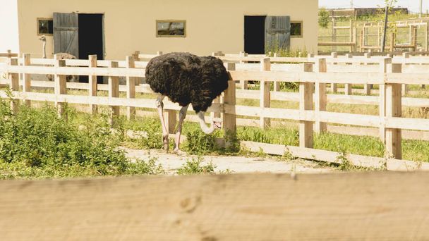 African ostrich in a zoo in the summer - Фото, изображение