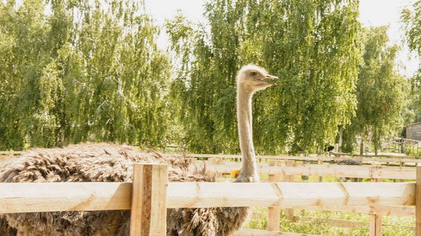 African ostrich in a zoo in the summer - Фото, изображение