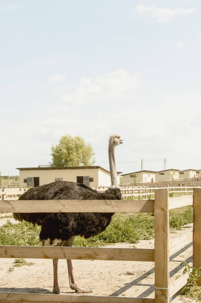 Αφρικανική στρουθοκάμηλος σε ζωολογικό κήπο το καλοκαίρι - Φωτογραφία, εικόνα