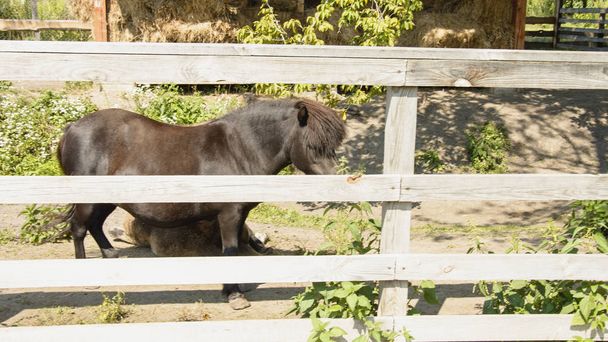 Pony en el zoológico de contacto
 - Foto, imagen