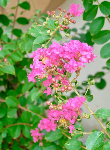 rosa Kette der Liebe oder mexikanische Schlingpflanze - Foto, Bild