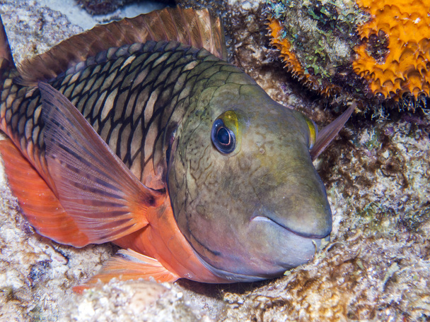 Sparisoma aurofrenatum Redband parrotfish - Photo, Image