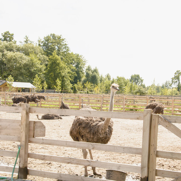 African ostrich in a zoo in the summer - Photo, Image