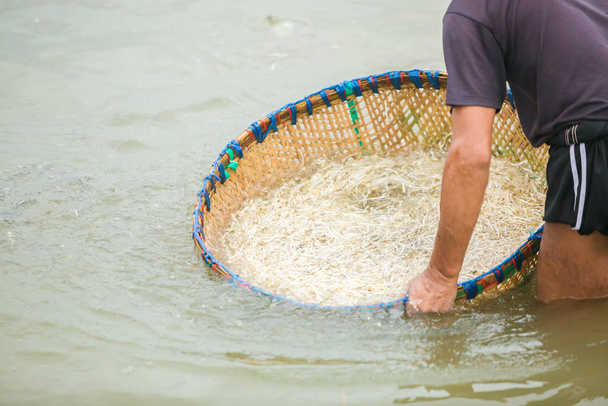 豆の芽を作るプロセス。タイ・ラチャブリの川でもやしを洗う. - 写真・画像