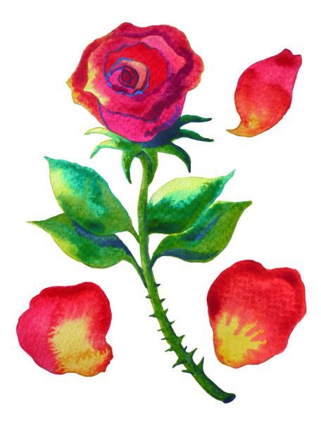 set of single red rose and leaf, watercolor painting, illustrati - Foto, afbeelding