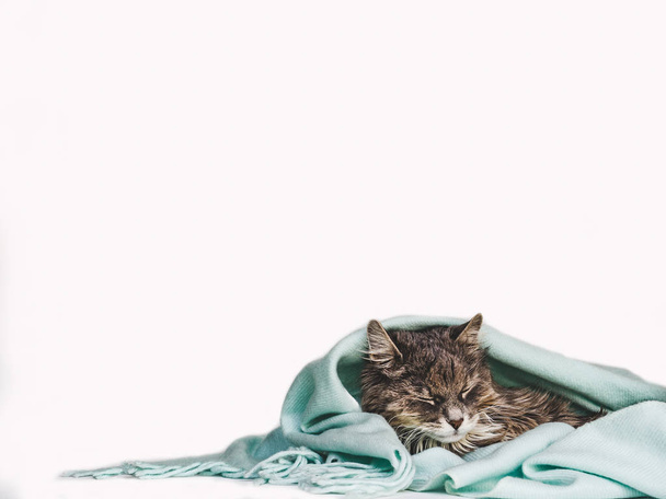 Charmant chaton, enveloppé dans une écharpe
 - Photo, image