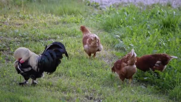 地面に育てられた雄鶏と鶏 - 映像、動画