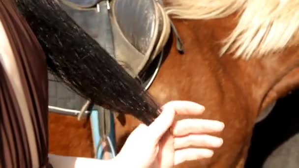 handen van een meisje kammen de toppen van haar haar tegen de achtergrond van de manen van een paard - Video