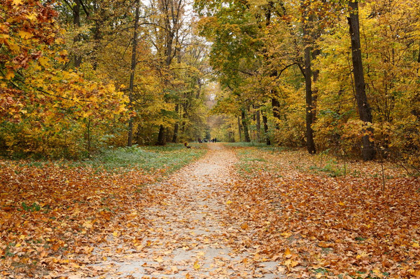 Golden autumn in the park - Фото, изображение