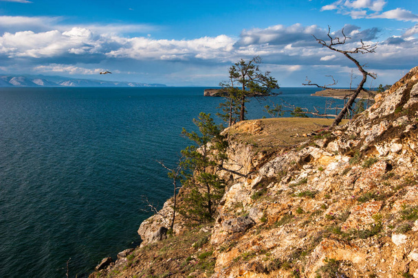 Самотні дерева на високому скелі на березі озера Байкал. На горизонті гори. Чайка літаючих птахів. - Фото, зображення