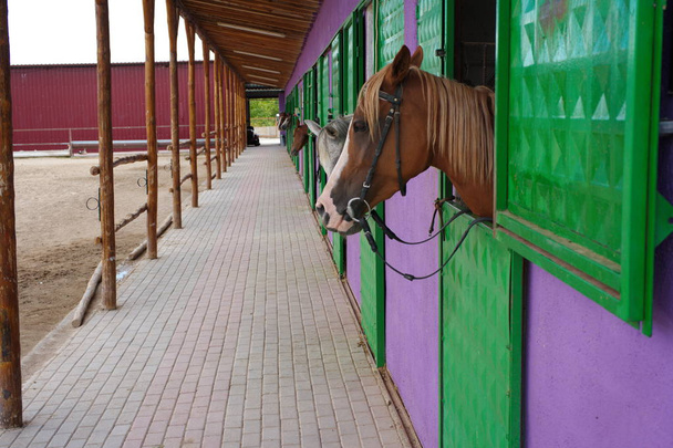 Refugio de caballos
 - Foto, Imagen