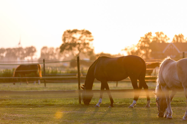 troupeau de chevaux au coucher du soleil - Photo, image