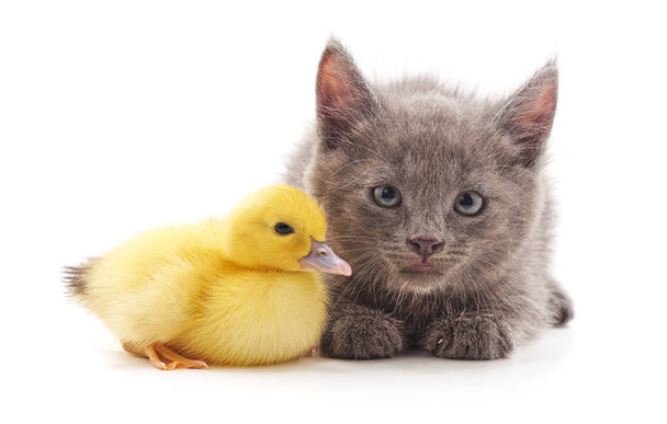 Kitten and duckling. - Zdjęcie, obraz