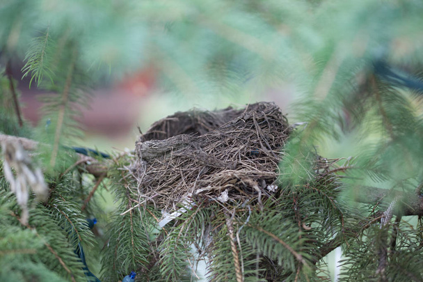 Robins abandonados aninham em uma árvore de pinho caduco
 - Foto, Imagem