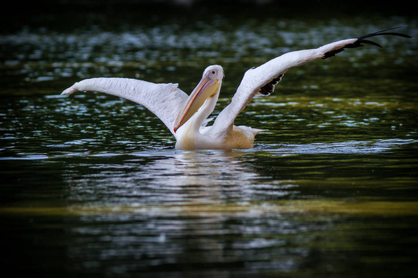 pelicano na água - Foto, Imagem
