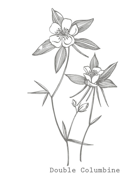 Double Columbine flowers. Collection of hand drawn flowers and plants. Botany. Set. Vintage flowers. Black and white illustration in the style of engravings - Photo, Image