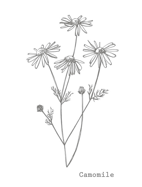 Chamomile. Collection of hand drawn flowers and plants. Botany. Set. Vintage flowers. Black and white illustration in the style of engravings - Photo, Image