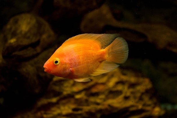 Freshwater aquarium fish, Blood parrot fish - Zdjęcie, obraz