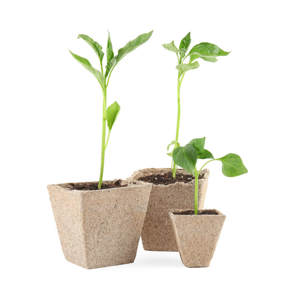 Vegetable seedlings in peat pots isolated on white - Valokuva, kuva