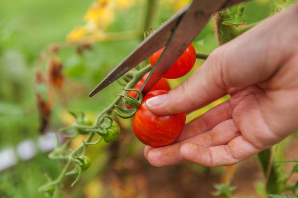 Женщина с фермы вручную собирает свежие спелые органические помидоры
 - Фото, изображение